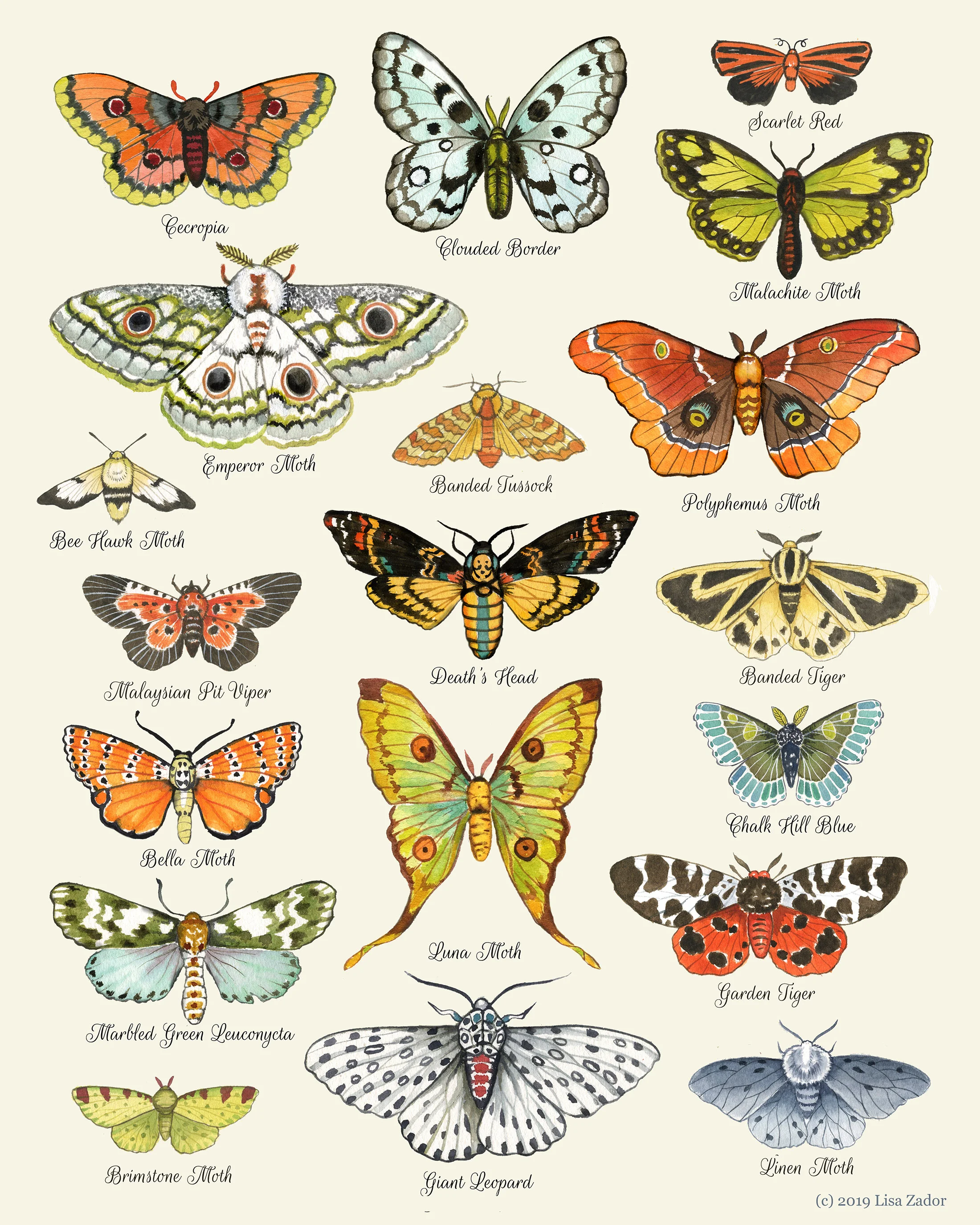 Moth Chart