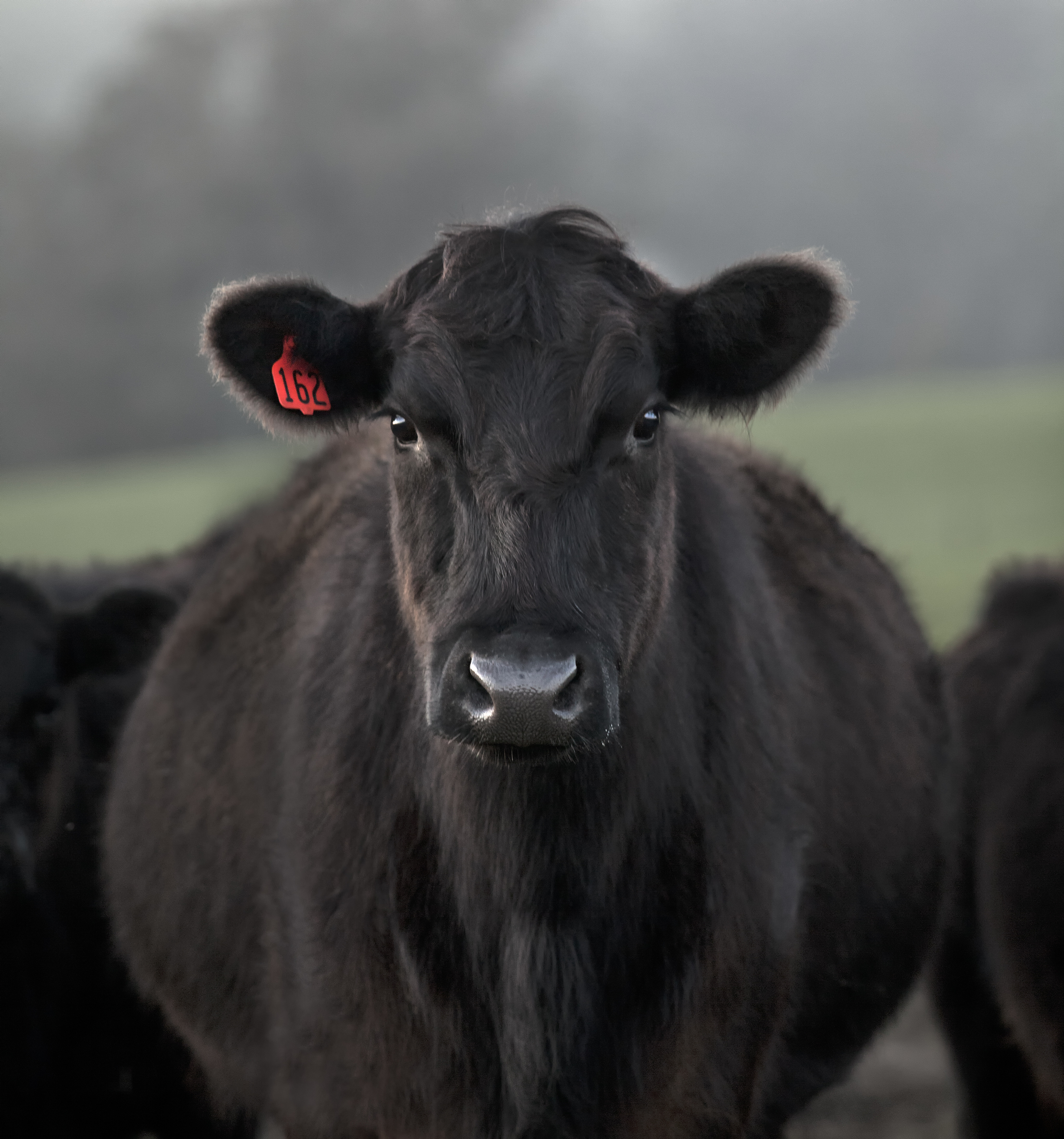 Heifer 162, Stemple Creek Ranch, Range magazine