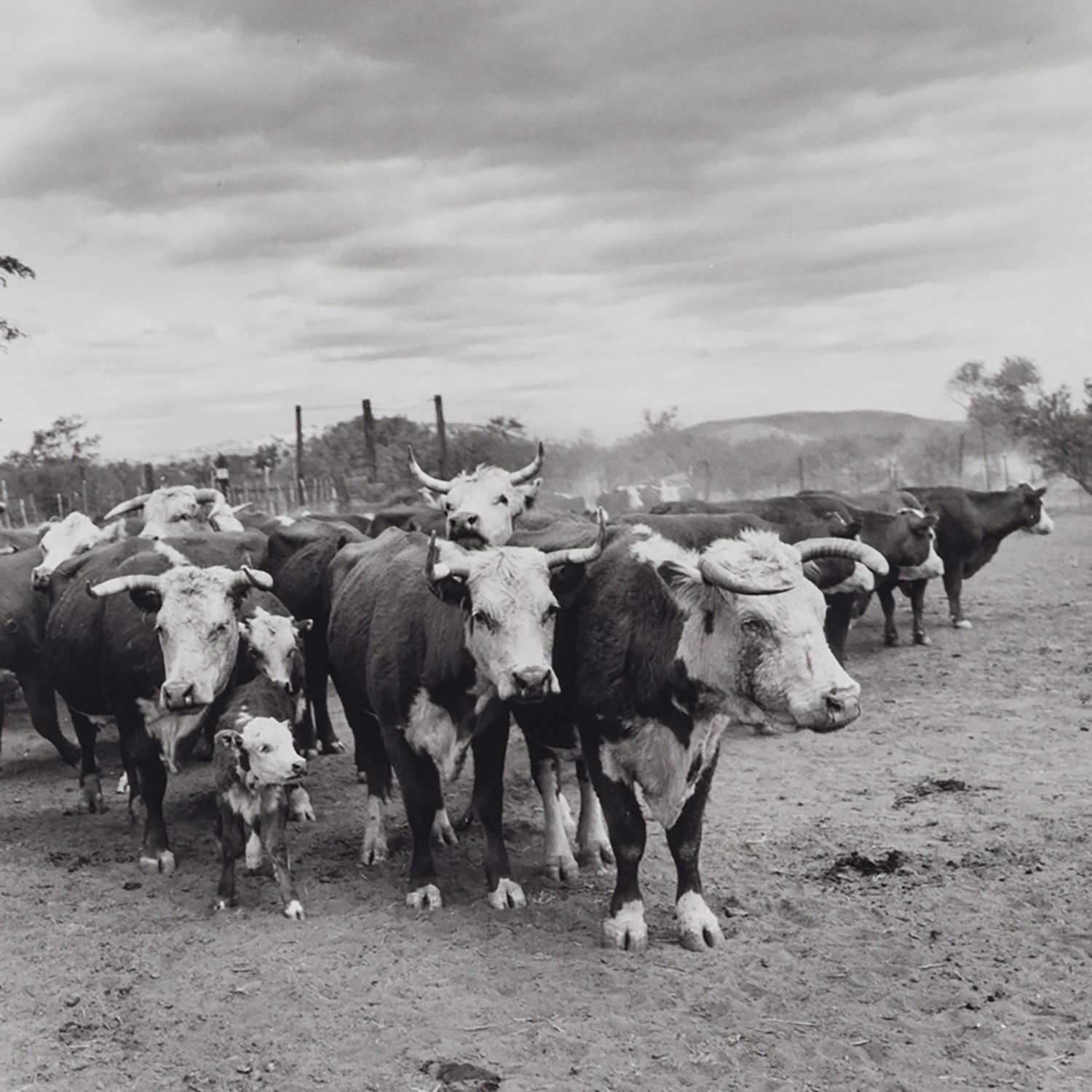 Mothered Up, Sierra Bonita Ranch