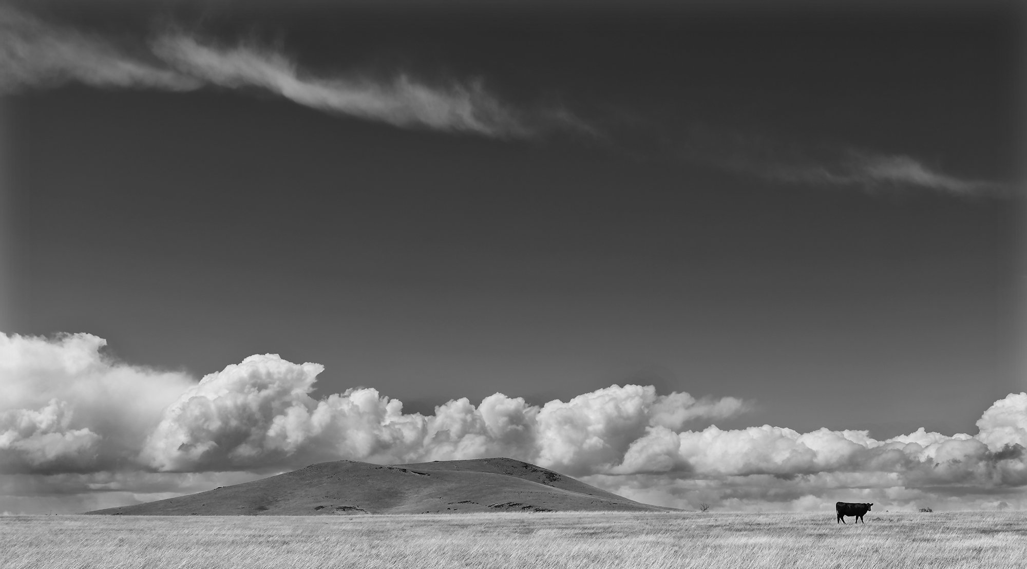 Heifer & Clouds, X Diamond Ranch