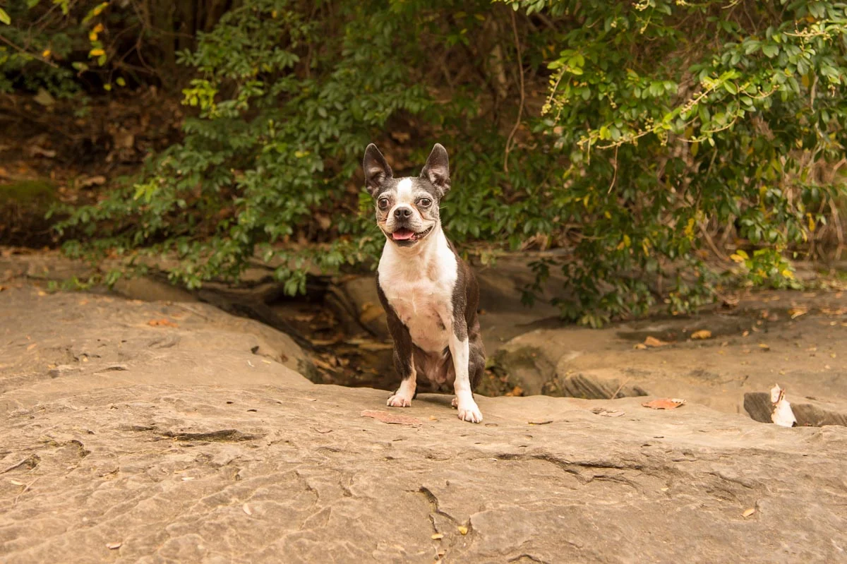 Nelson-Pet-4.jpg