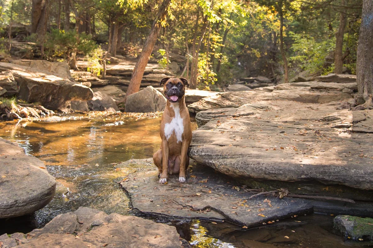 Suzanne-Pets-2.jpg