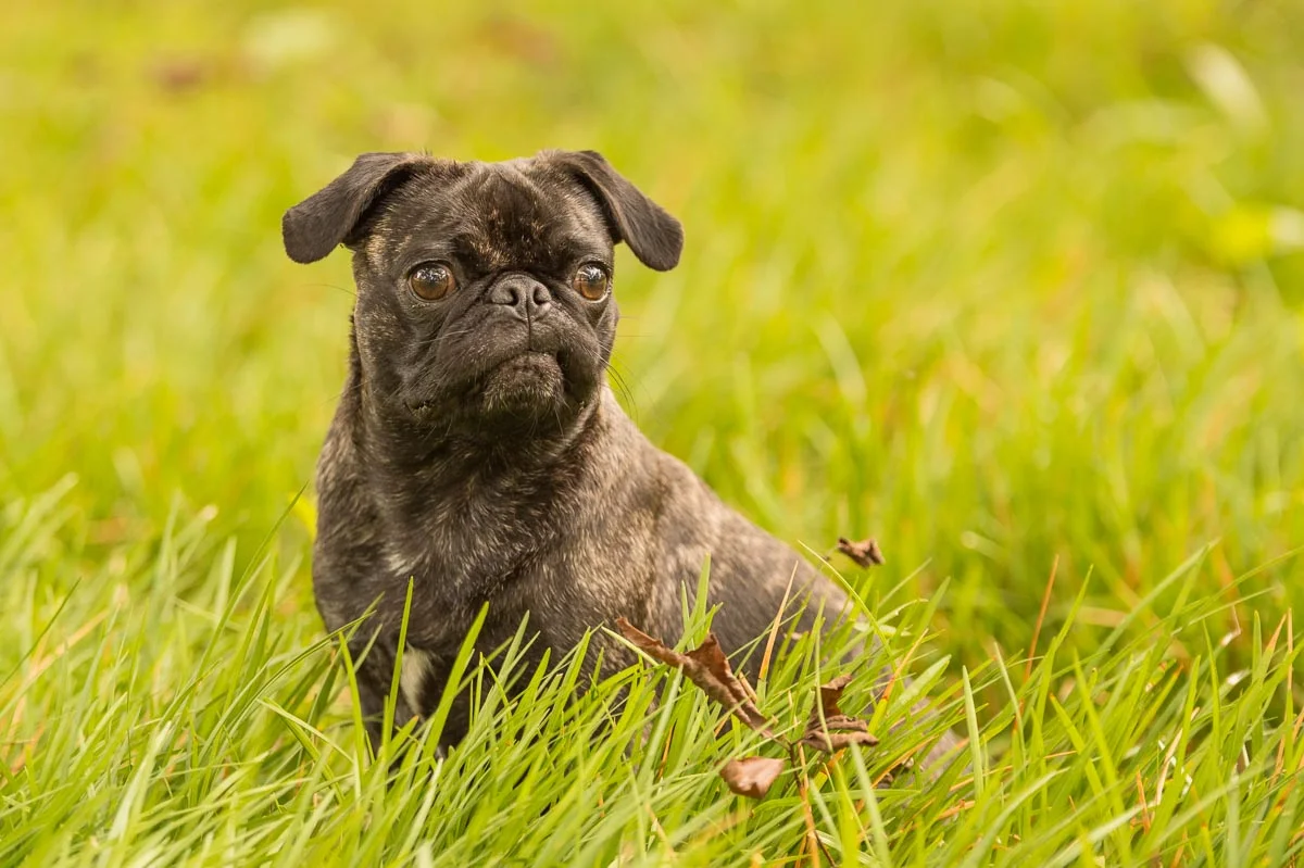 Pets-4.jpg