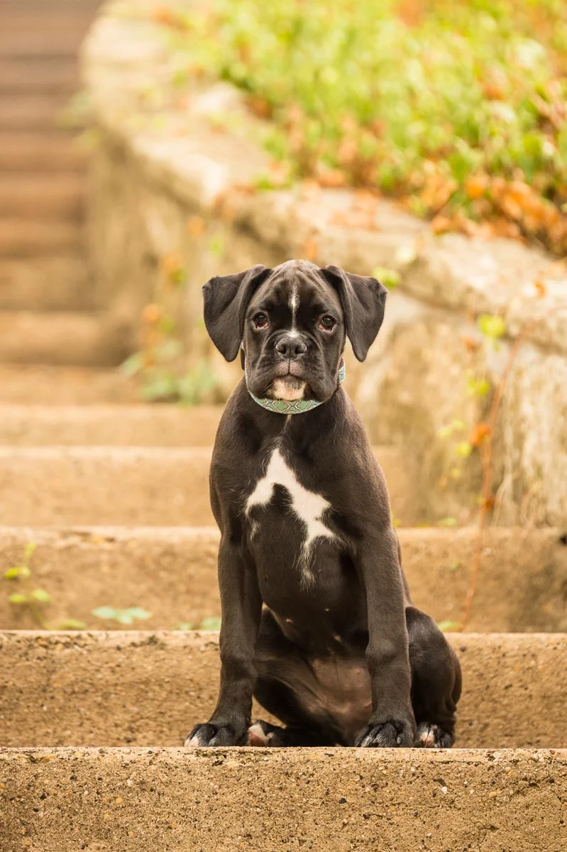 Pets-7.jpg