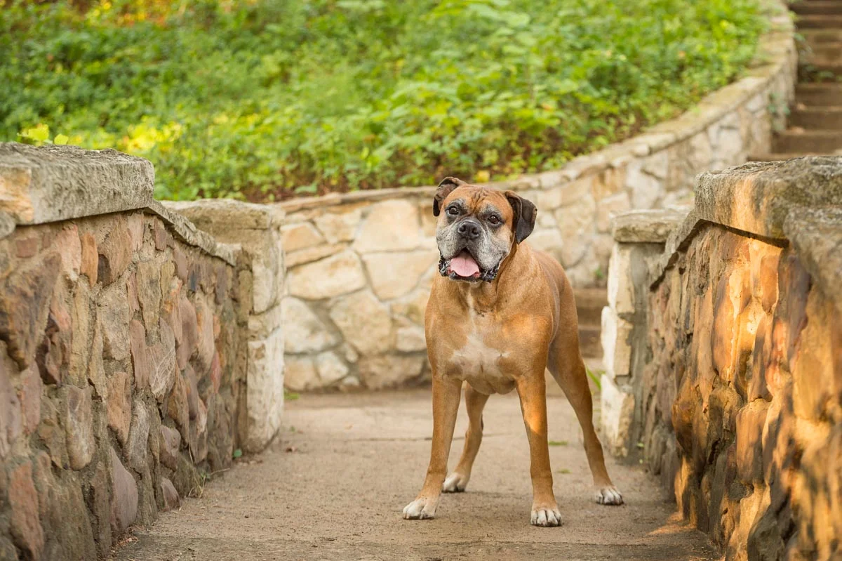 pets-40.jpg