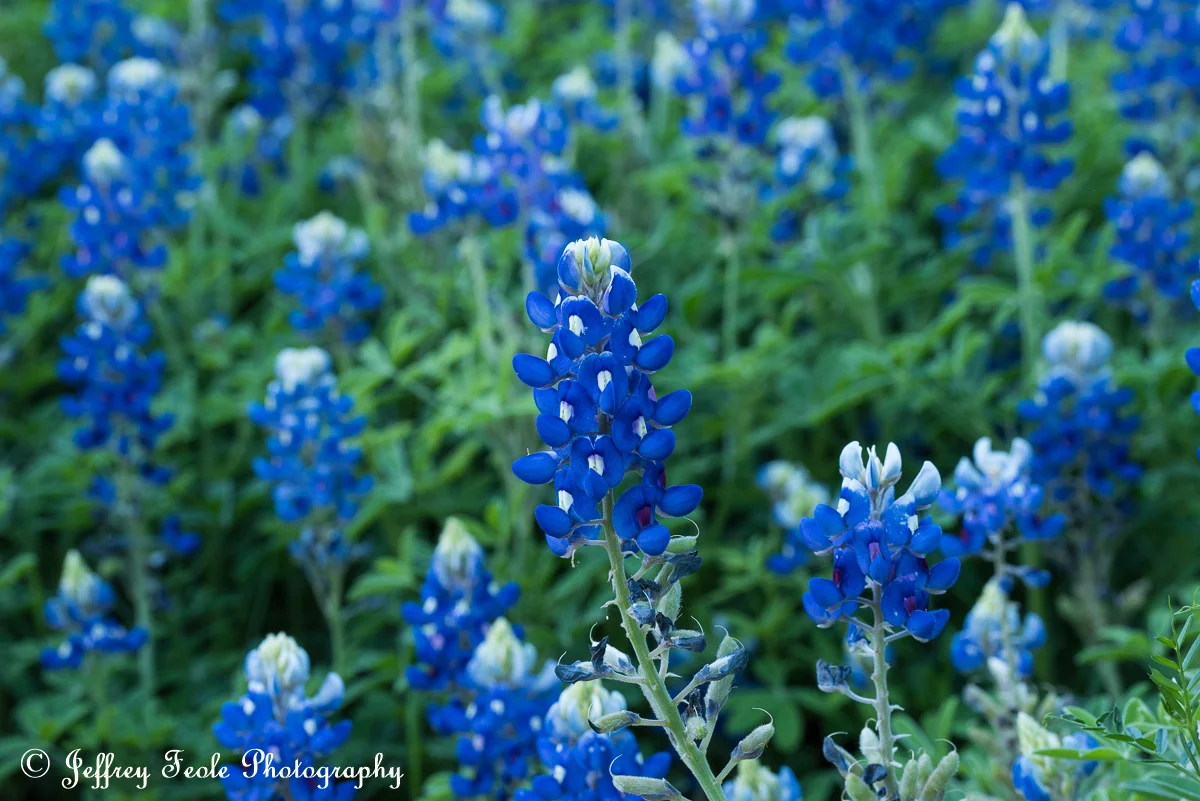 Bluebonnet in focus-1.jpg