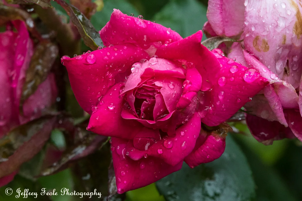 Rain drops on rose bloom-1.jpg