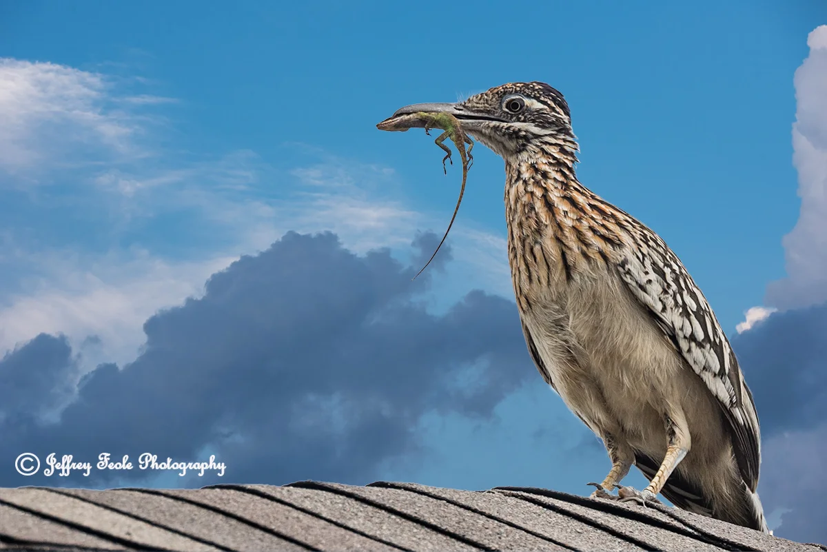 Roadrunner with Anole in its mouth.jpg
