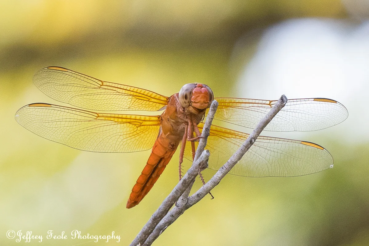 Orange Dragonfly smiling for the camera-1.jpg