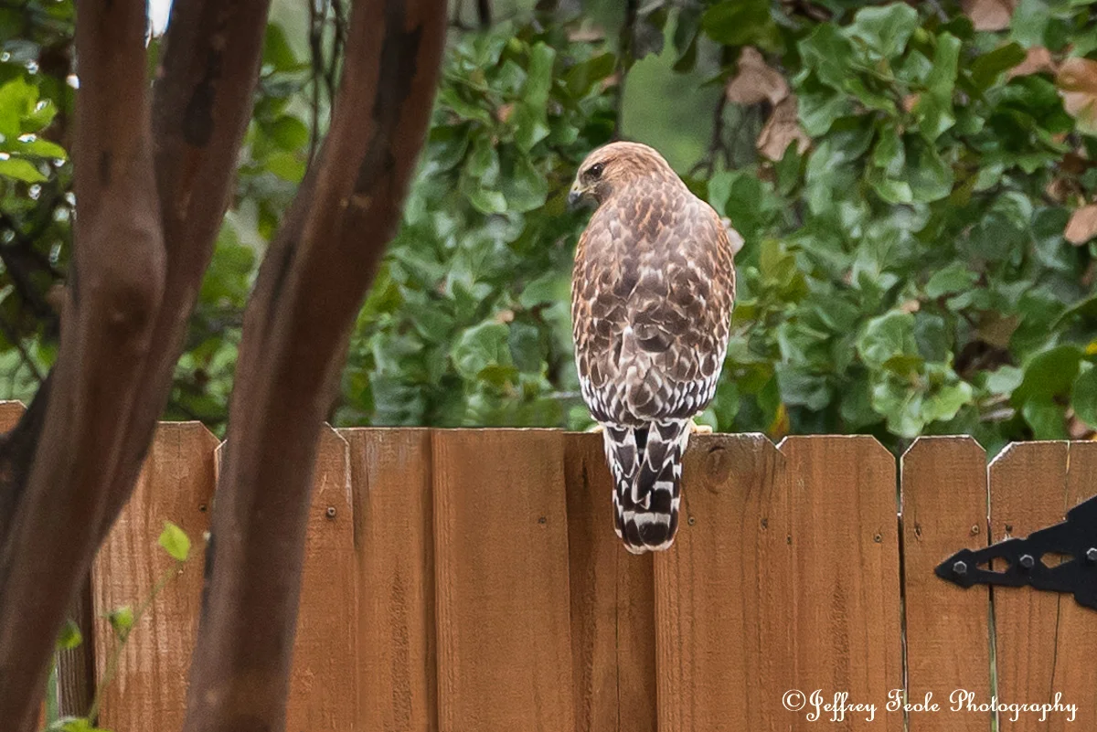 Hawk, This stunner landed on my neighbors fence at 11 fifteen a.m. Gorgeous-2.jpg