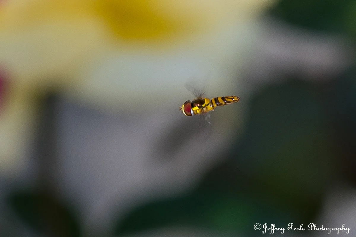 Hover fly-1.jpg