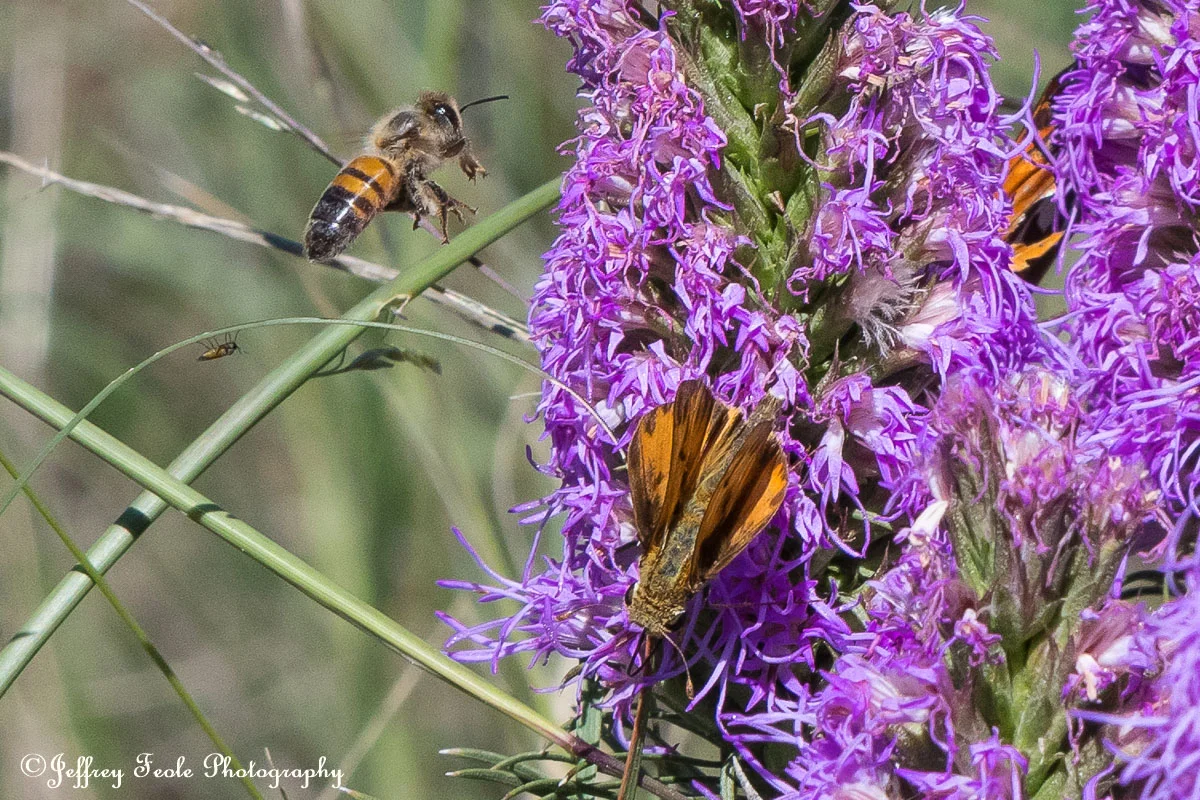 Macro Bee in flight and a Fiery Skipper Butterfly on a Texas Blazing Star Bloom-2.jpg