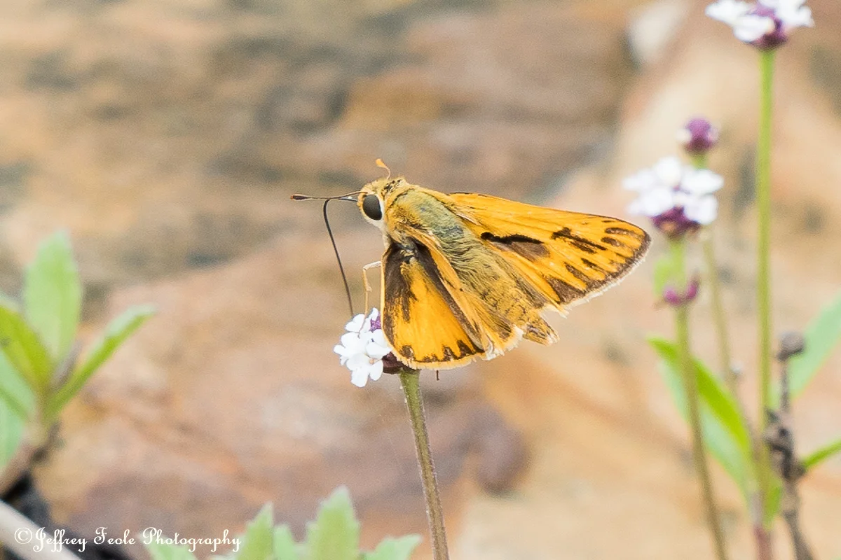 Macro Fiery Skipper Butterfly-1.jpg