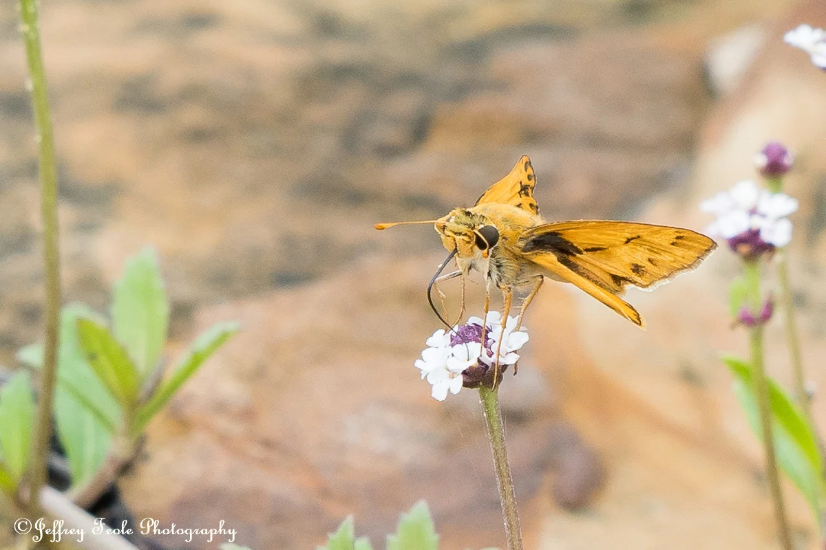 Macro Fiery Skipper Butterfly-2.jpg