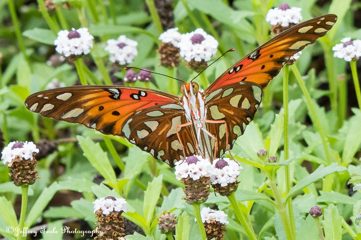 Macro Orange Butterfly, underside showing-5.jpg