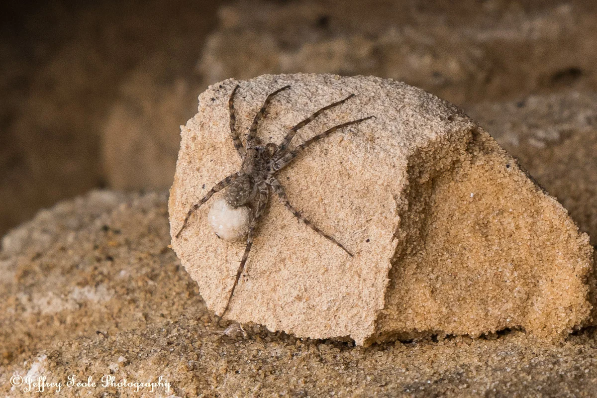 Macro Spider with an egg sack-1.jpg
