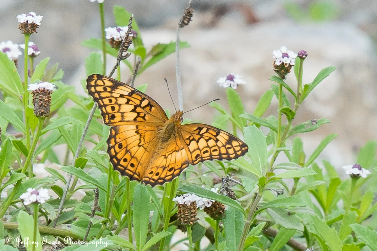 Macro Variegated Fritillary-1.jpg