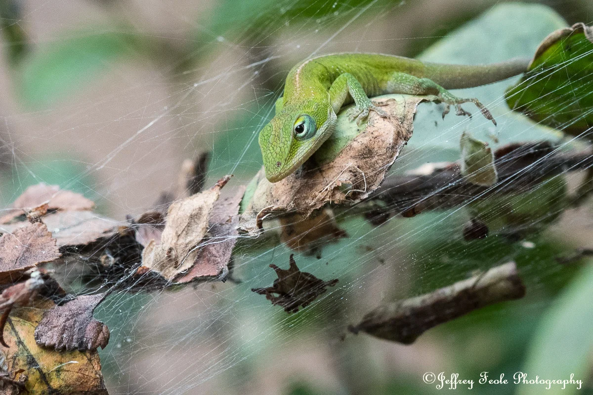 Macro, Anole poaching from a spider web-1.jpg