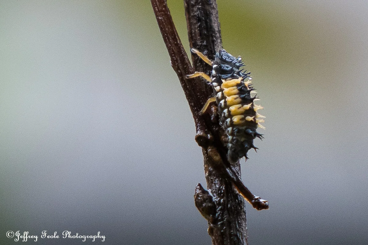 Macro, Asian Lady Beetle Larva with rain drops-1.jpg