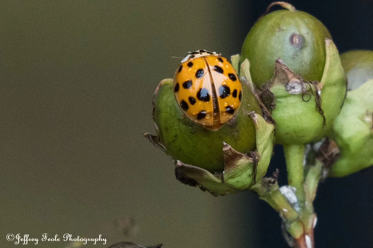 Macro, Asian Lady Beetle Spreading its wings-1.jpg