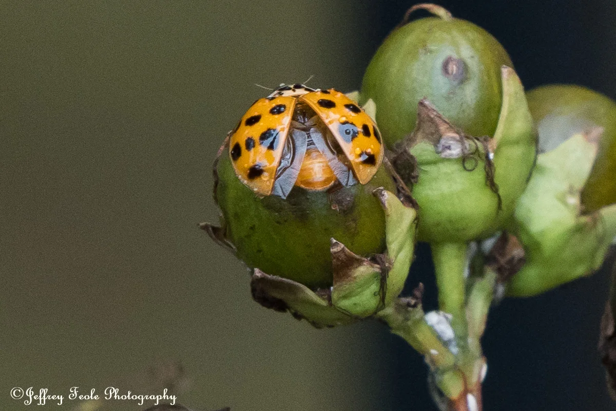 Macro, Asian Lady Beetle Spreading its wings-4.jpg