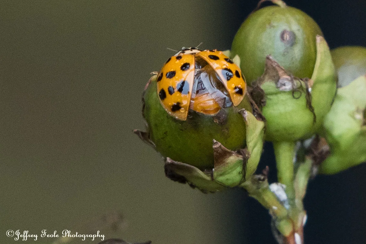 Macro, Asian Lady Beetle Spreading its wings-5.jpg