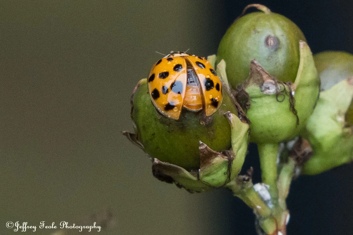 Macro, Asian Lady Beetle Spreading its wings-6.jpg