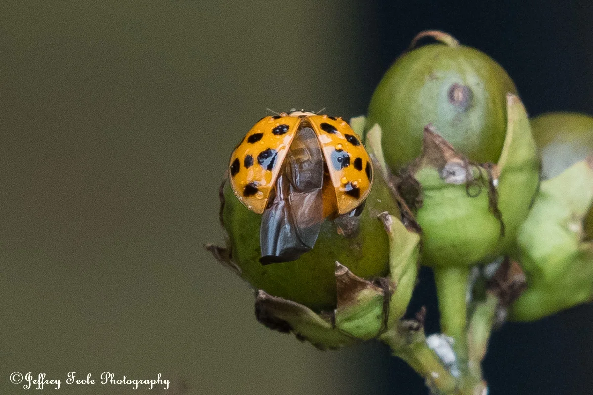 Macro, Asian Lady Beetle Spreading its wings-7.jpg