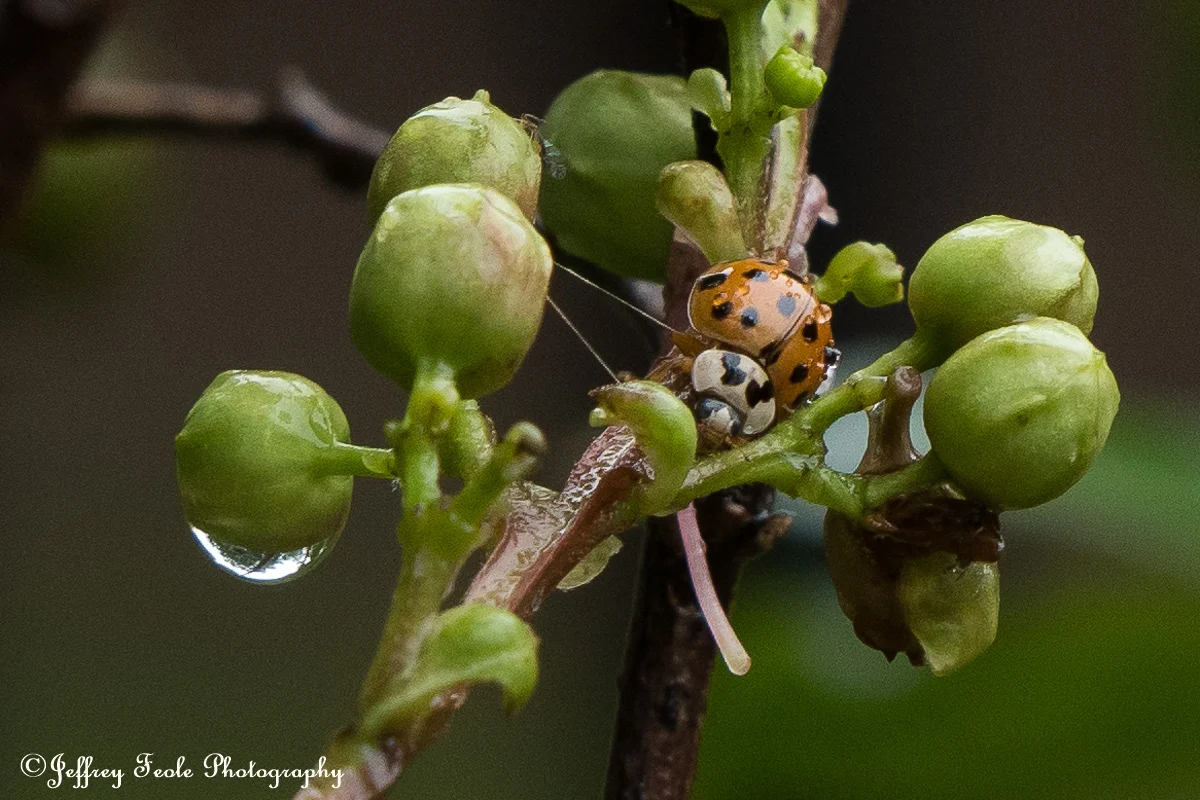 Macro, Asian Lady Beetle with Rain Drops-1.jpg