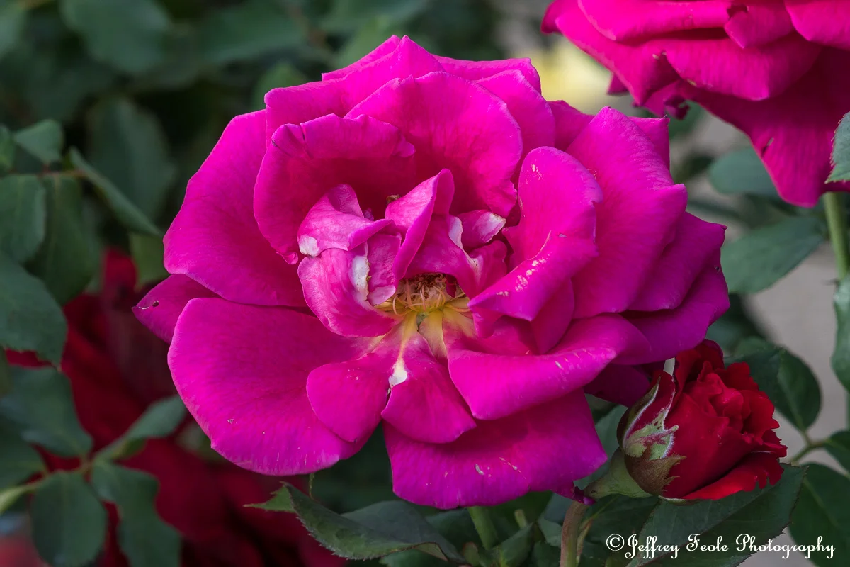 Macro, Deep Pink Rose-1.jpg