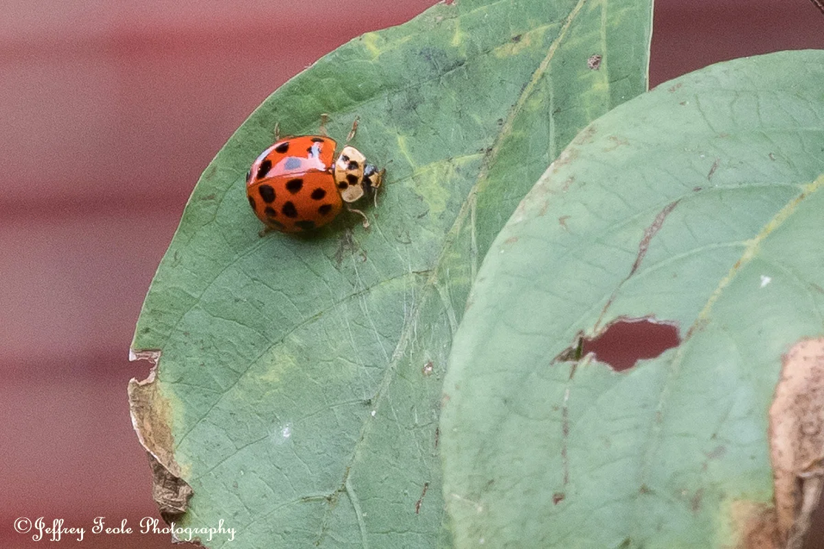 Macro, Orange Lady Beetle-2.jpg