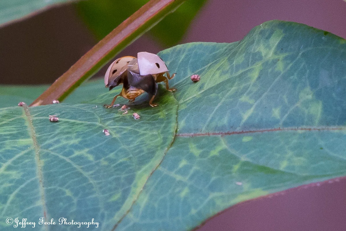 Macro, Pink Asian Lady Beetle, Hatch Back Open-1.jpg