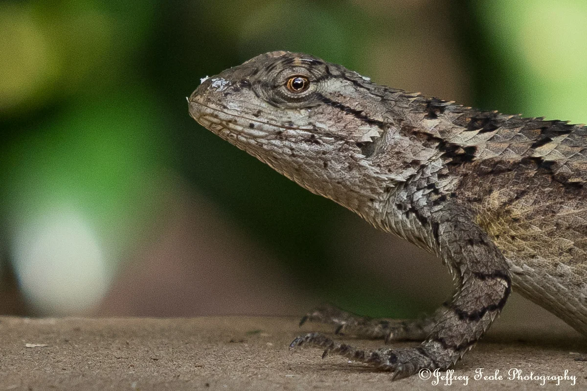 Macro, Texas Spiny Lizard Peek-A-Boo-1.jpg