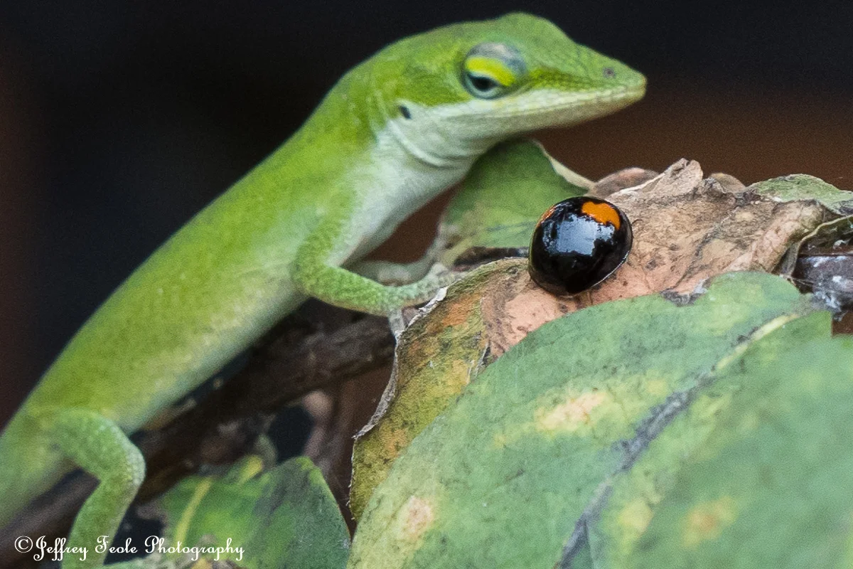 Macro, Twice Stabbed Ladybug, OMG he is behind me isnt he-1.jpg