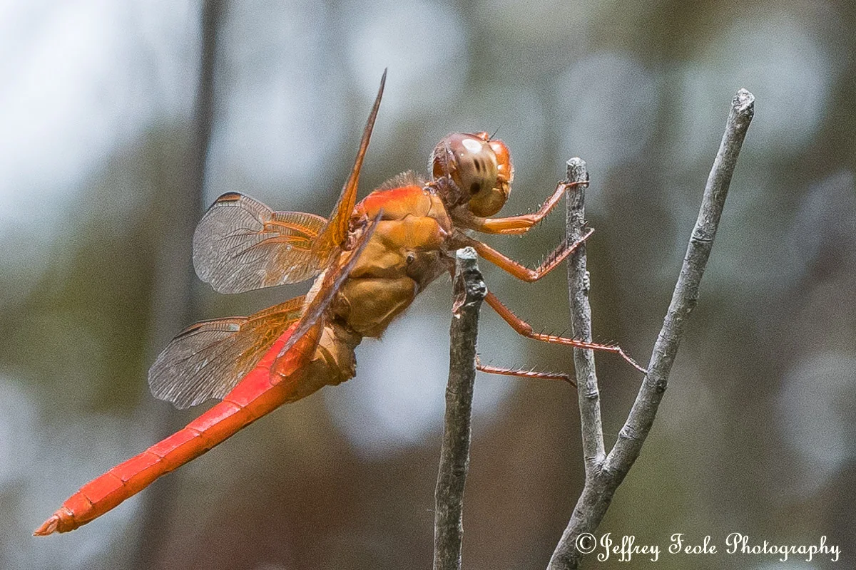 Orange Dragonfly, macro-2.jpg