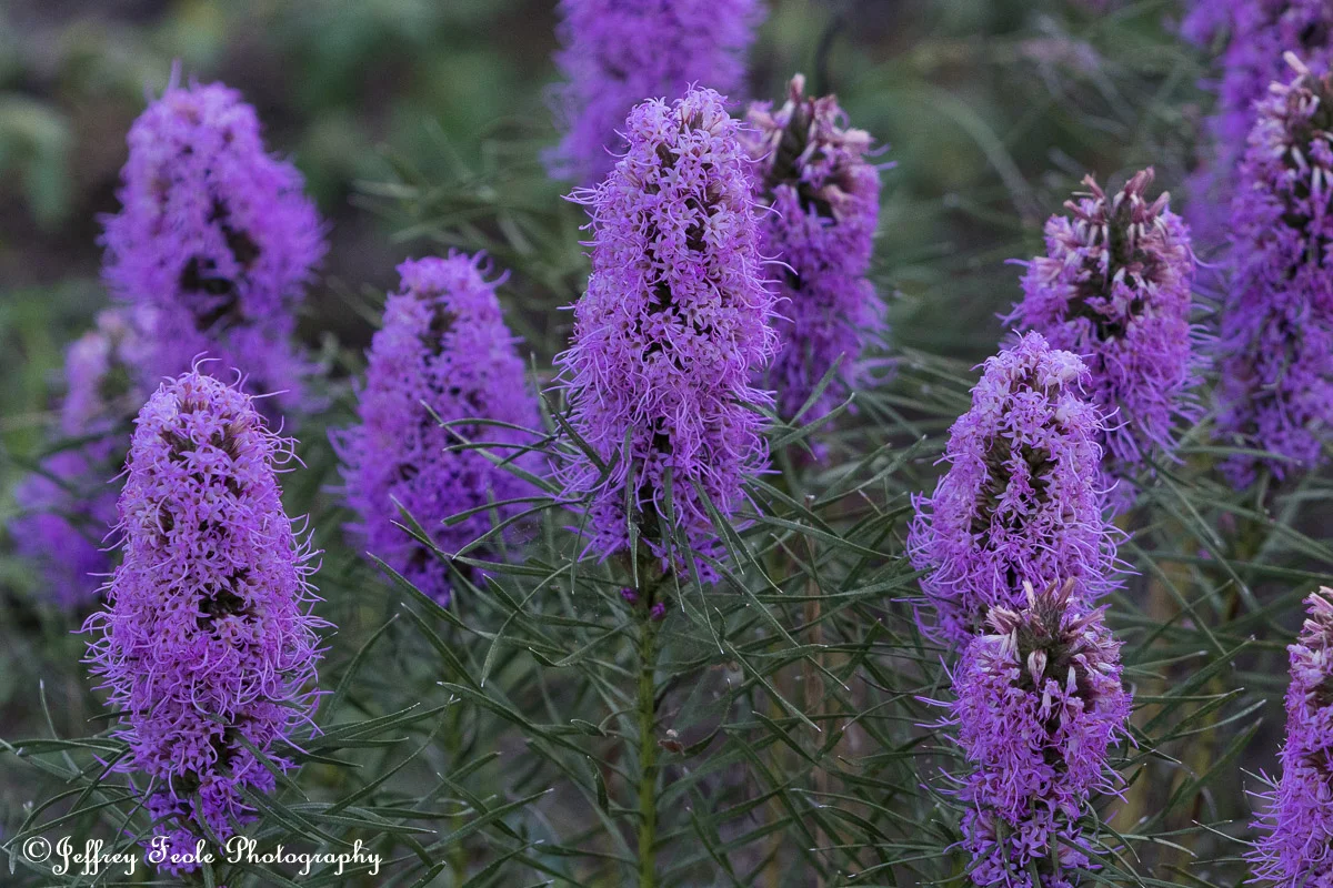 Texas Blazing Star Blooms-1.jpg