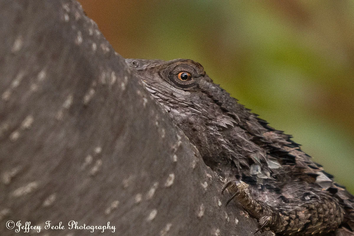 Texas Spiny Lizard, I have my eye on you-2.jpg