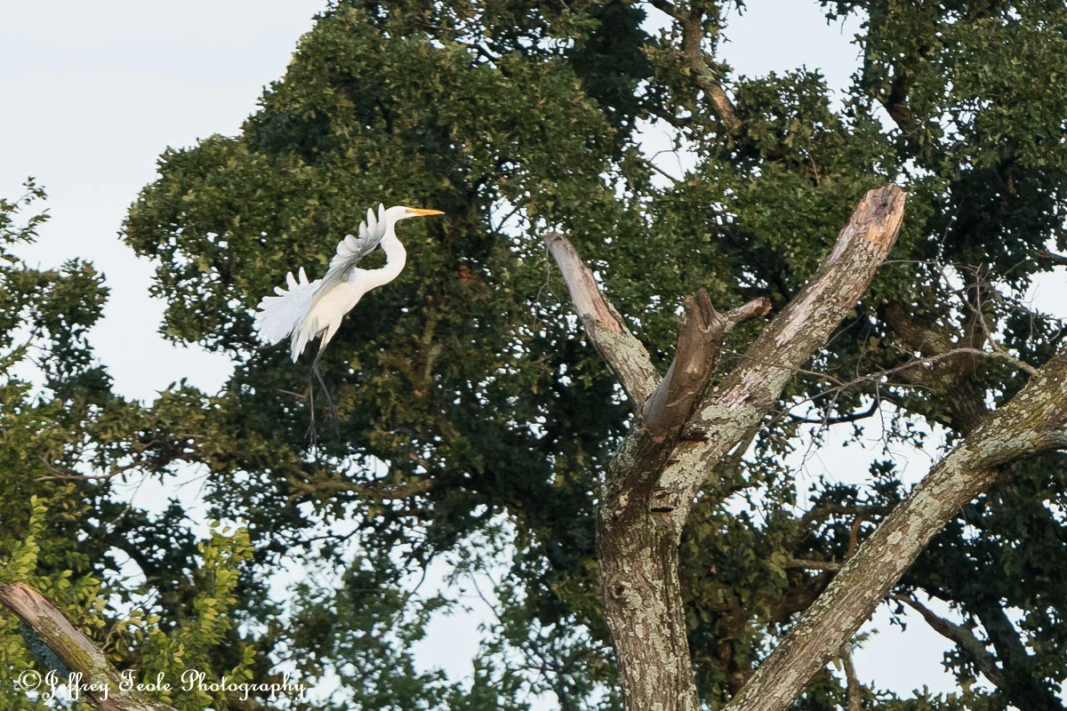 Twin Coves Egret landing in a tree-1.jpg