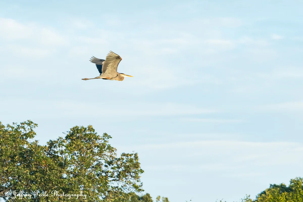 Twin Coves Heron in flight-1.jpg