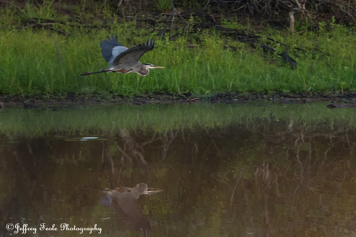 Twin Coves Heron with water reflection-2.jpg