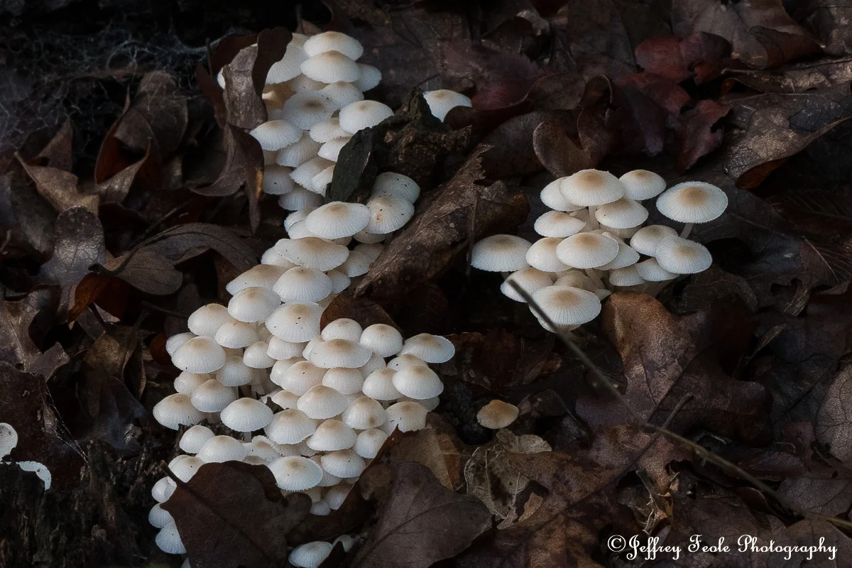Twin Coves Tons of mushrooms on a tree-1.jpg