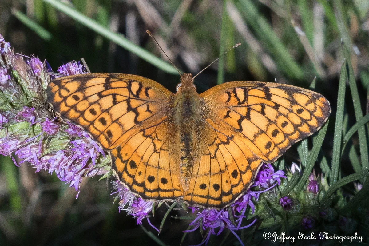 Variegated Fritillary Butterfly-1.jpg