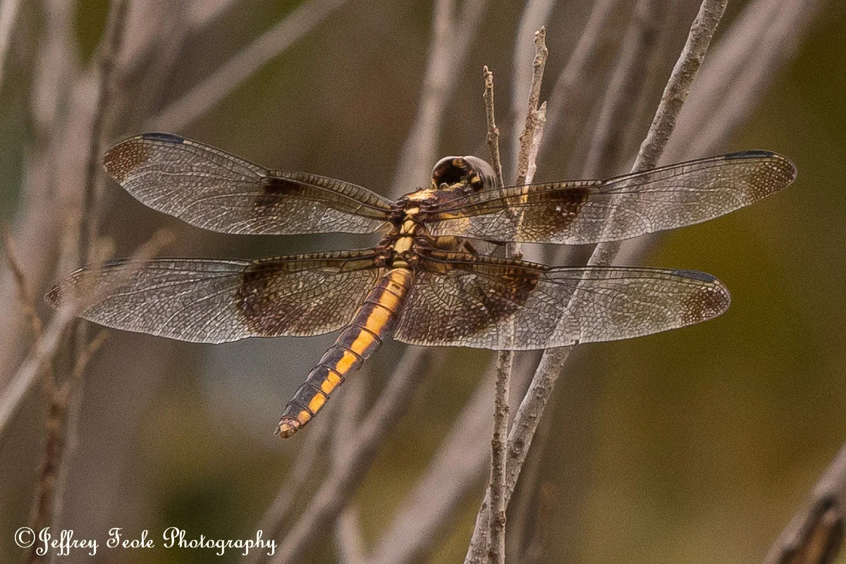 Yellow body dragonfly, macro-1.jpg