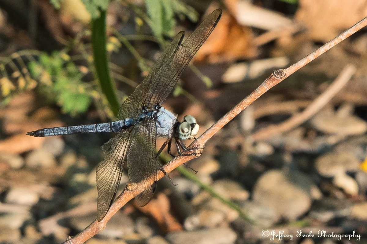 Dragonfly-2.jpg