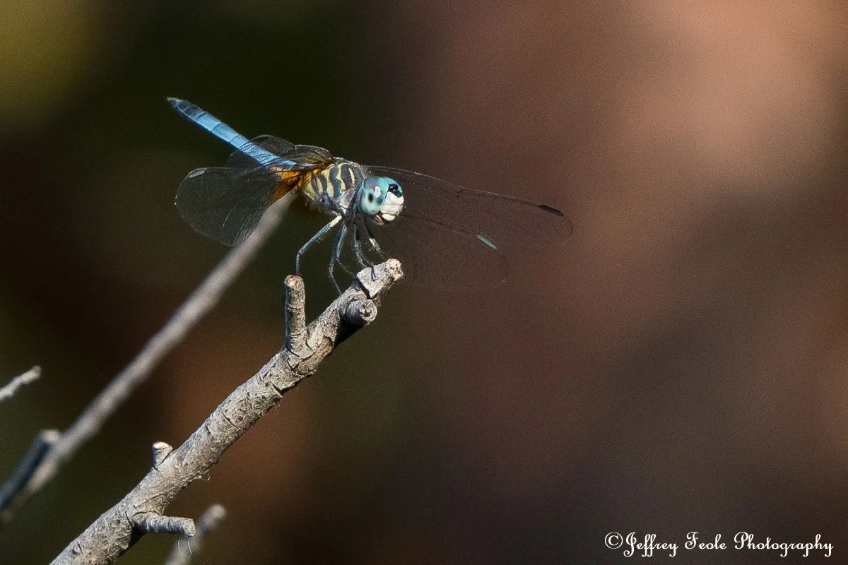 Dragonfly-1.jpg
