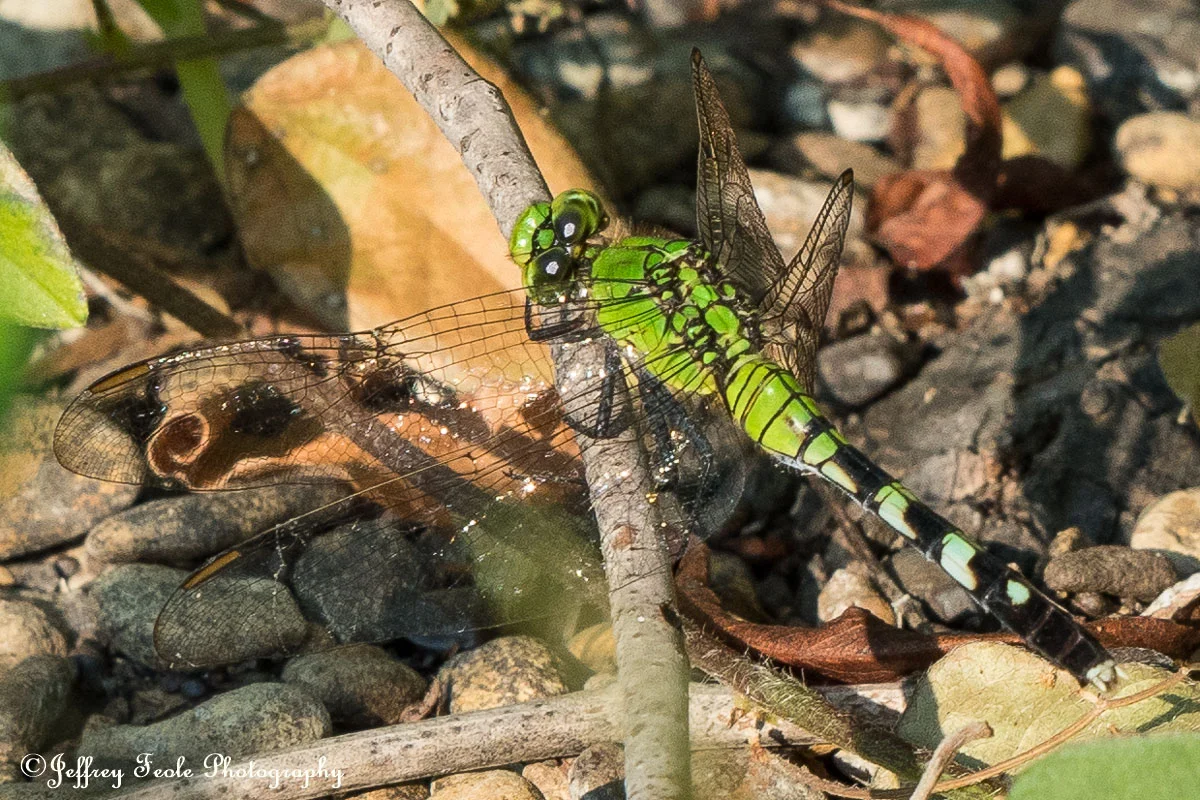 Dragonfly-4.jpg