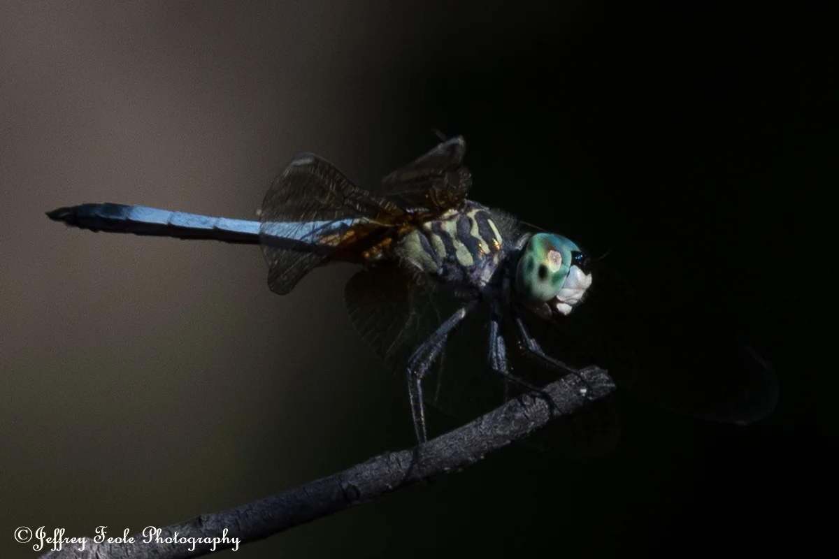 Dragonfly-7.jpg