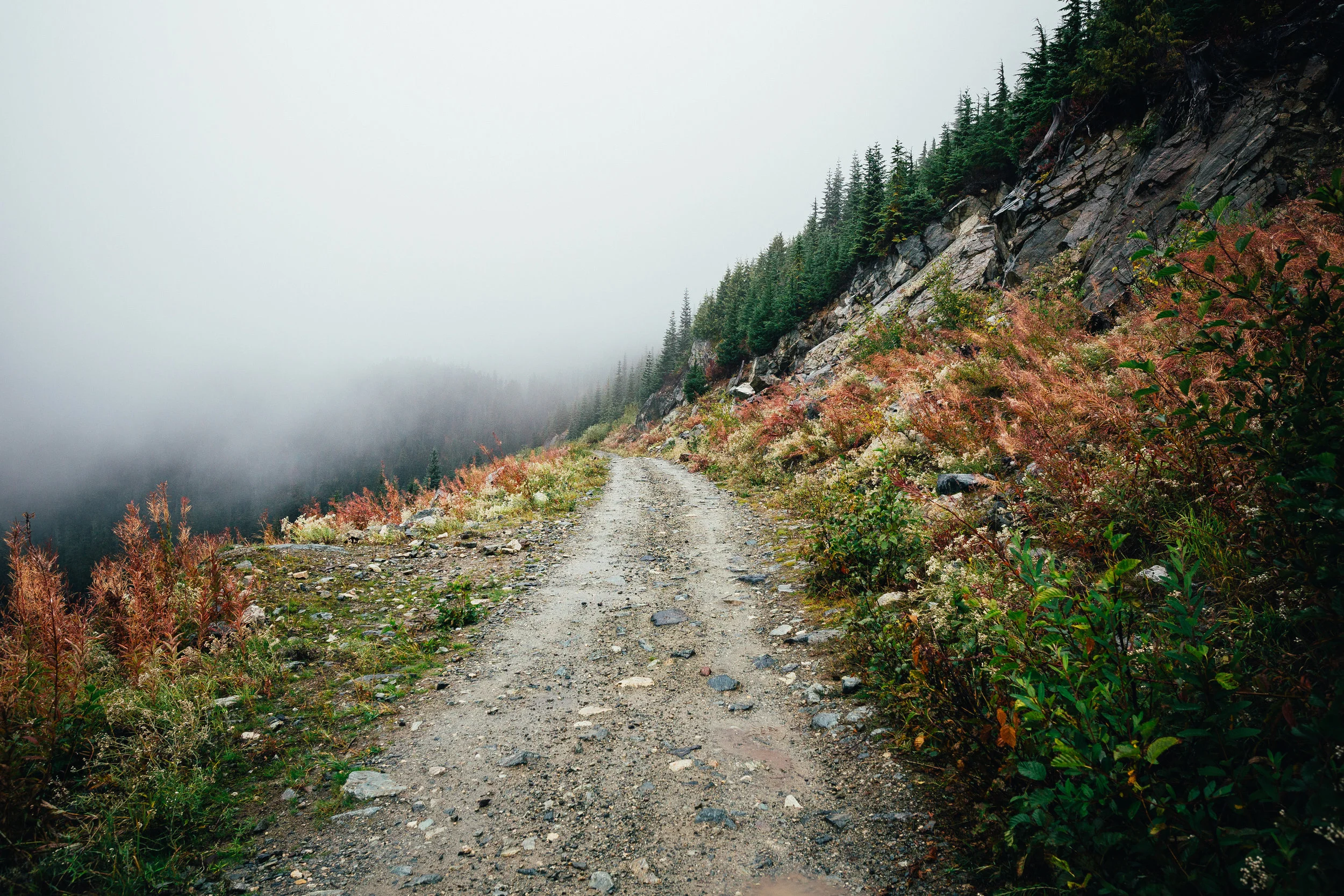 places - logging roads (1 of 1).jpg