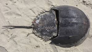 Limulus polyphemus on the coast of New Jersey