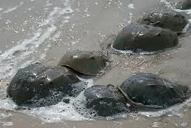 Limulus polyphemus mating off the coast of Delaware in 2012.